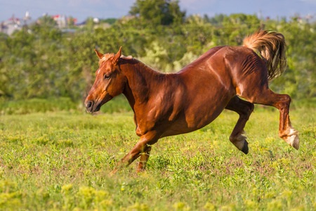 Horse Running