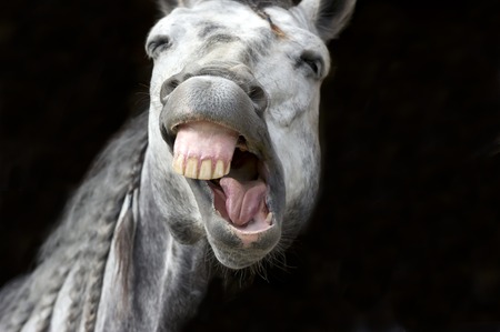 Horse making funny face