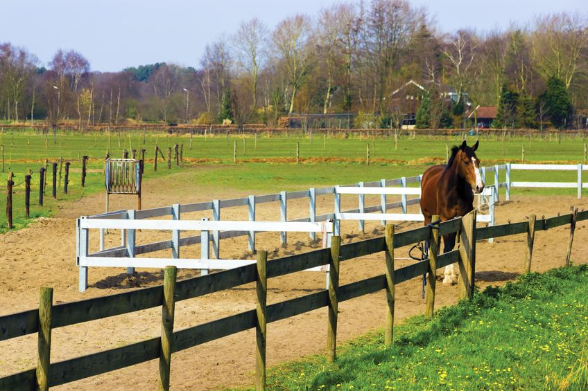 a horse farm with horse standing along the fence and the house in the background